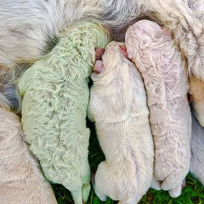 Green puppy Pistachio