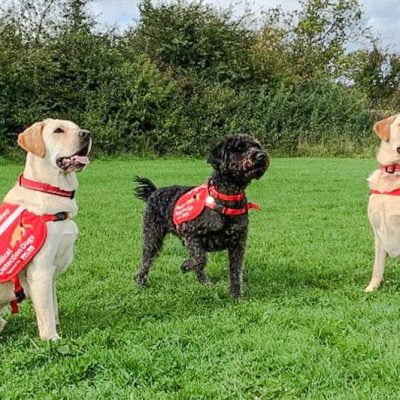 Ivan Maple and Spencer three failed blind dogs being trained to be Covid-19 detection dogs