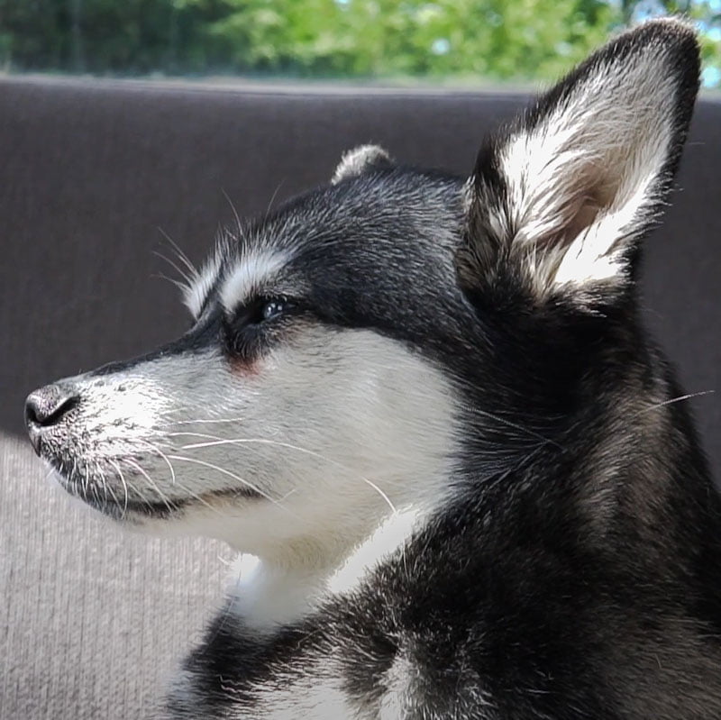 Cost of owning Alaskan Klee Kai: How much does a Mini Husky cost per month?