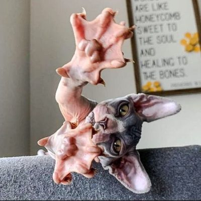 Picture of hairless domestic cat showing webbed feet