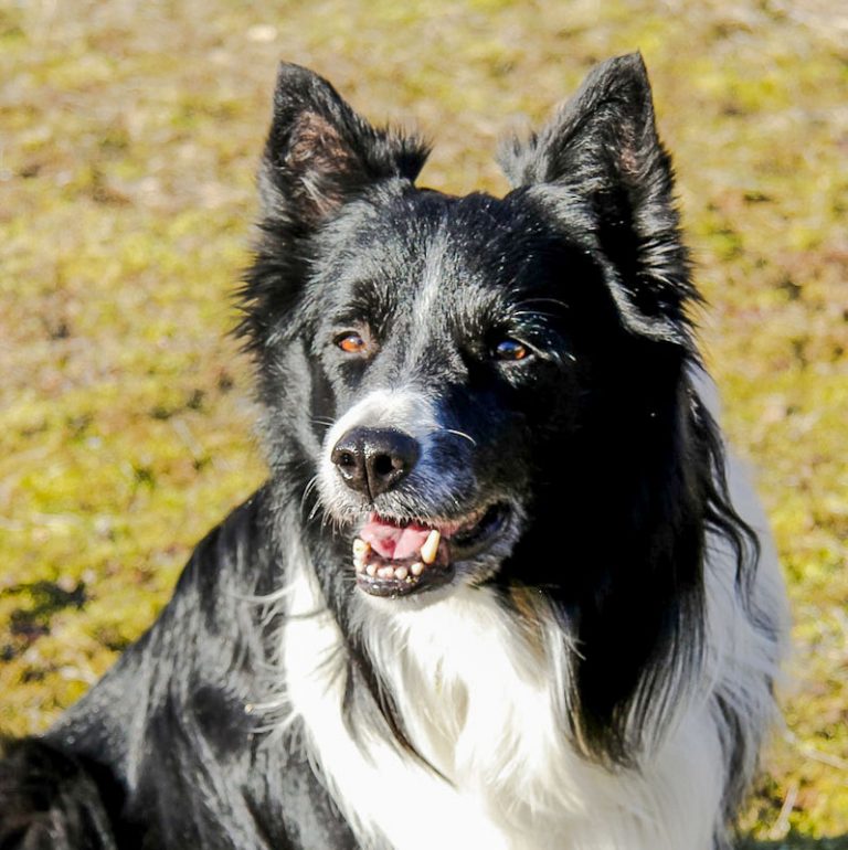 How do sheepdogs herd sheep? Anthropocentrism