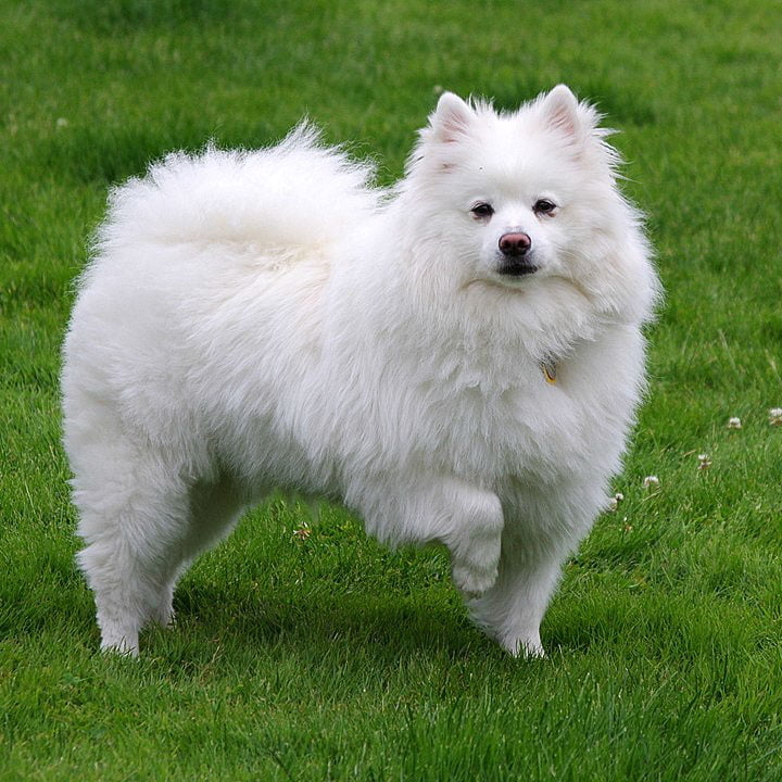 American Eskimo dog - a spitz-type dog