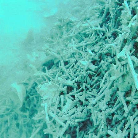 Coral reef destroyed by Chinese fishermen
