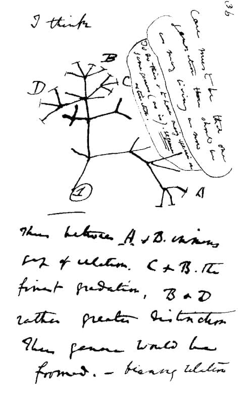Darwin's Tree of Life sketch