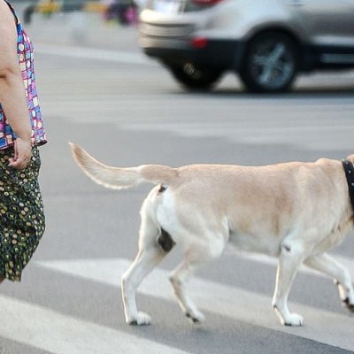 Dog-walking in China is under scrutiny