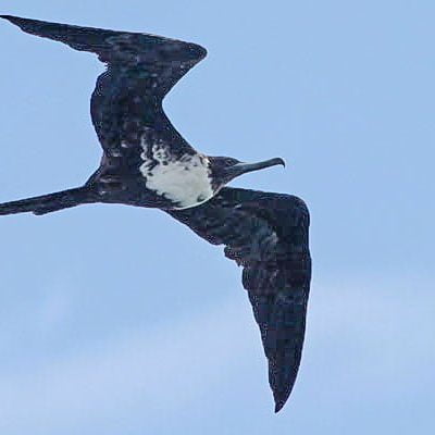 Frigatebird flying off the coast of Brazil