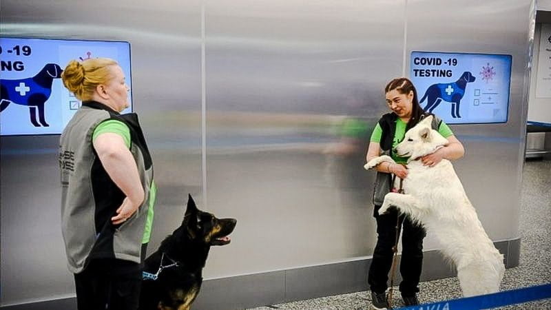 Helsinki Airport coronavirus sniffer dogs
