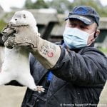 Mink farm in Denmark