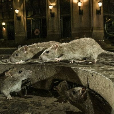 NYC rats