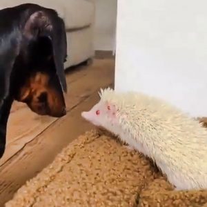 Sausage dog with albino hedgehog