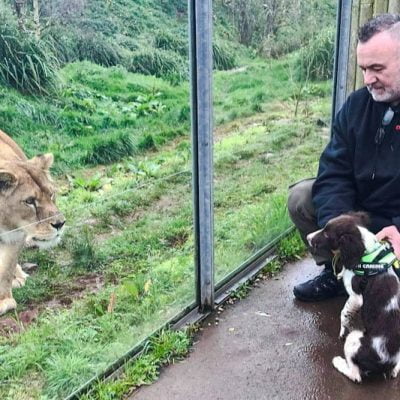 Springer spaniel, Indy, is being trained to detect bushmeat