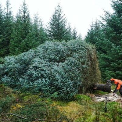 Spruce tree destined for Parliament Square at Christmas.