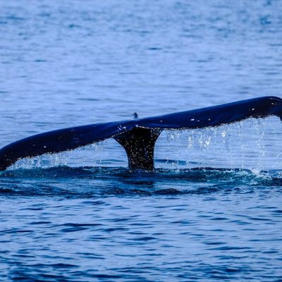 Whale