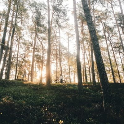 Woodland is good for human health