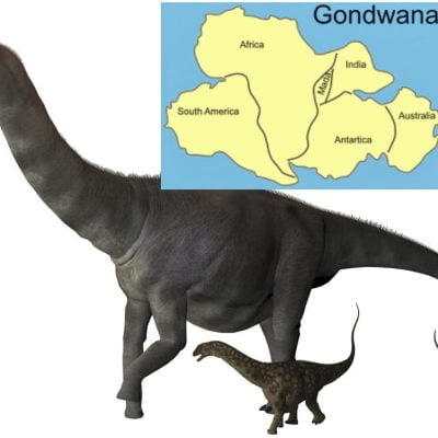 Sauropods of Gondwana