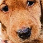 Boris the worried Labrador