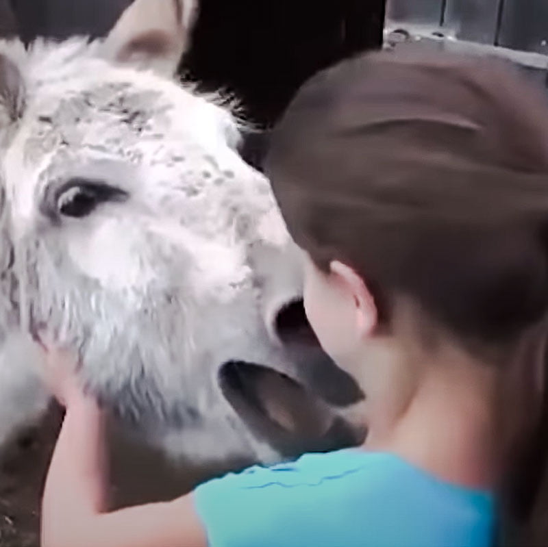 Can donkeys love their owners?
