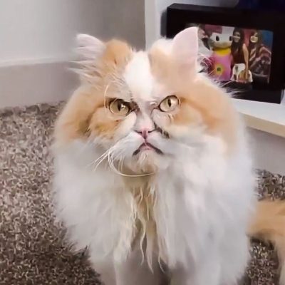Cat wears totally disgusted face