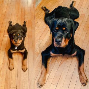 Facts about puppy development