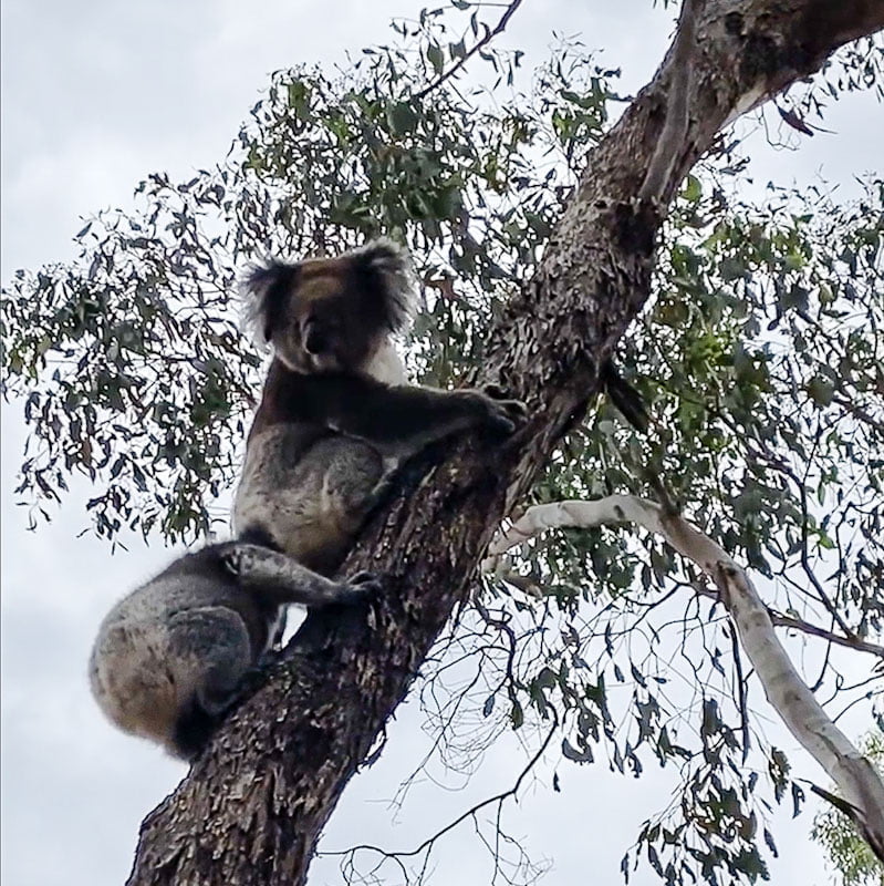 Koala and joey released back into the wild after rescue