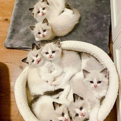 Seven charming kittens