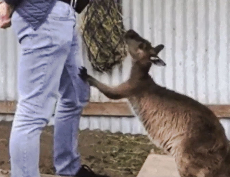 Wild, captive kangaroo asks researcher to open the container to allow them to get at the food