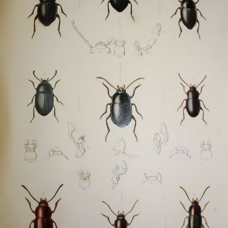 Wingless beetles of Madeira