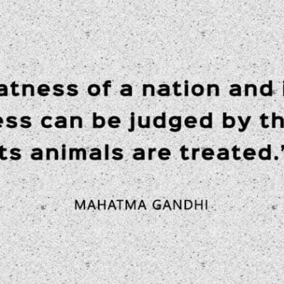 A country is moral if it treats animals with kindness and respect