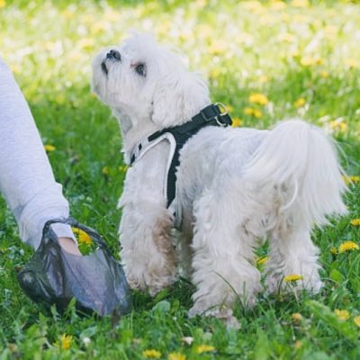 Compostable dog poop bags are good for the environment