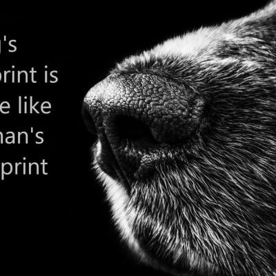 Dog noseprint