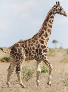 Dwarf giraffe
