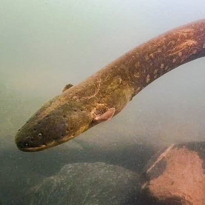 Electrophorus voltai - Electric eel