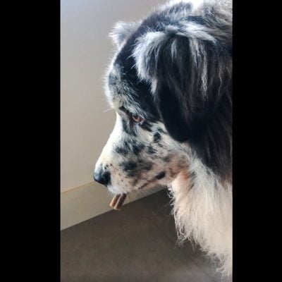 Father dog carries biscuit to his son