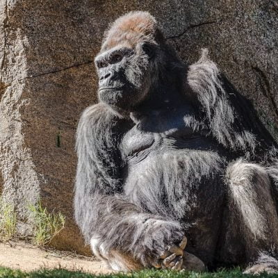 Gorilla San Diego Zoo