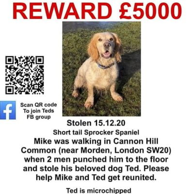Mike Jasper's dog Ted stolen in an unpleasant theft