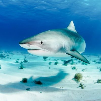 Tiger shark
