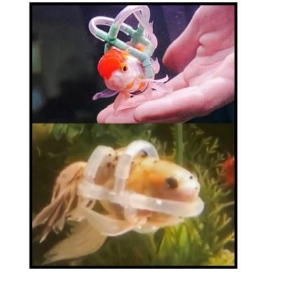 Buoyancy jackets for fish with swim bladder disease