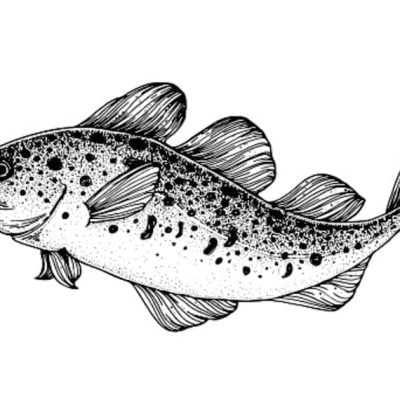 Drawing of cod a predator fish near the top of the food chain