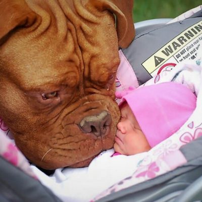 Large dog loves the smell of little human