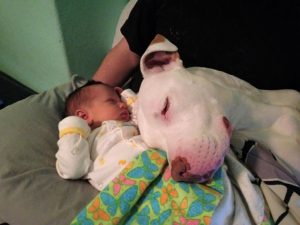 Dog rests his head on baby in loving behaviour