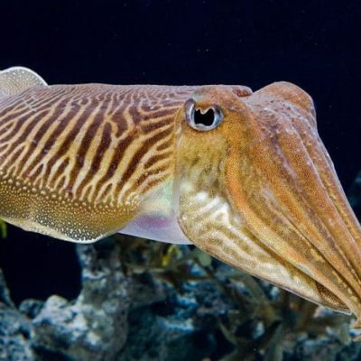 Cuttlefish