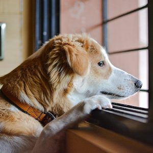 Is your dog alone for too long and too often?
