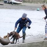 Out of control dog attacks seal