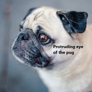 Protruding eye of the pug