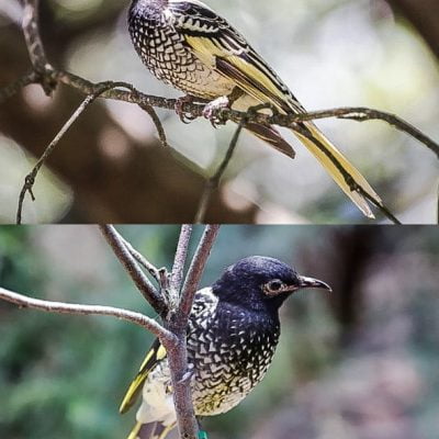 Regent honeyeater