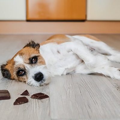 Theobromine in chocolate is poisonous to dogs because they can't metabolise it