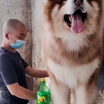 Whopping dog being groomed