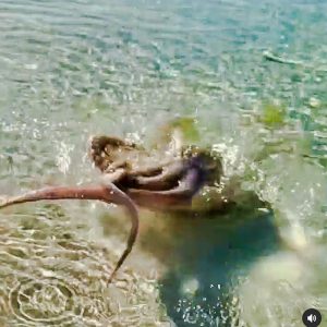 Angry octopus attacks Lance Karlson
