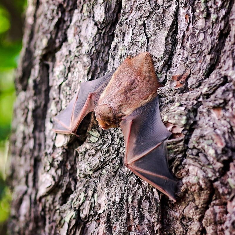 Bat on a tree.