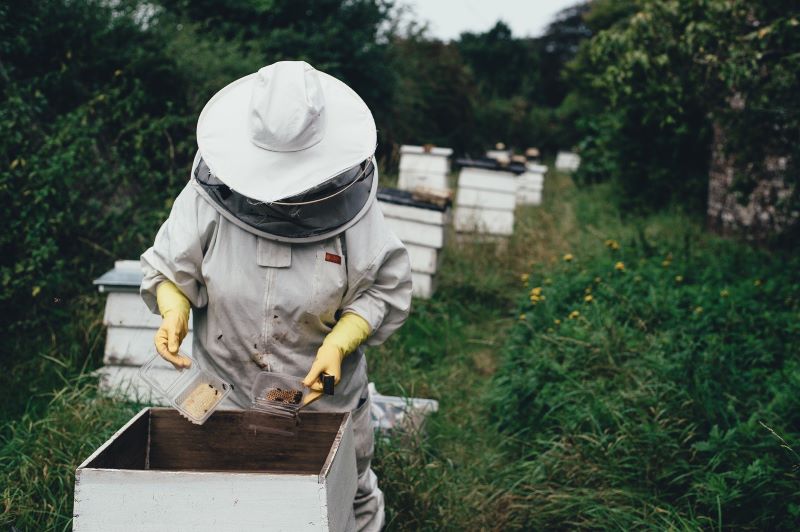 Beehive theft is high in France due to bee numbers decreasing